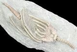Crinoid (Macrocrinus) Fossil - Crawfordsville, Indiana #87970-1
